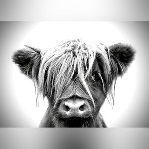 Highland Cow Art Print- Teenage Cow- 8.5”x11” Black & White Art Print